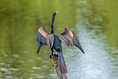 A male Anhinga, Anhinga anhinga, drying its wings in the Sonso Lagoon Nature Reserve in Colombia.