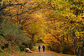A couple walking through La Herrería Forest in autumn. San Lorenzo de El Escorial, Community of Madrid.