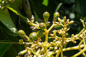 Passion fruit, Passiflora edulis, growing on a small coffee plantation in Colombia. Food crops are also grown on the farm for personal consumption.