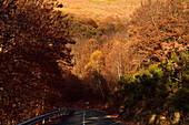 Road between beech trees in La Quesera mountain pass, province of Segovia.