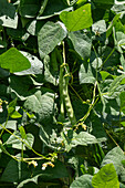 Cargamanto beans, Phaseolus vulgaris, growing on a small coffee plantation in Colombia. Food crops are also grown on the farm for personal consumption.