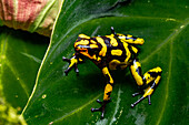The Anchicaya Poison Dart Frog, Oophaga anchicayensis, an endangered species from Colombia.