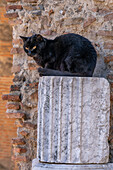 A cat sitting on a section of marble column in the ancient Roman ruins of Pompeii in Italy.