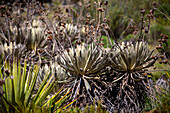 Frailejon. The Laguna de Cacota or Laguna del Cacique is surrounded by lush moorland vegetation, characterized by frailejones, native plants adapted to cold and humid conditions. Not only does this landscape offer a breathtaking view, but it also provides habitat for a variety of flora and fauna species adapted to these mountain ecosystems.