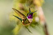 A male Purple-throated Woodstar, Calliphlox mitchellii, in flight in Colombia.