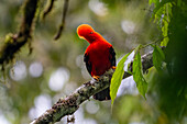 A colorful male Andean Cock-of-the-Rock, Rupicola peruvianus, perched in the forest in Colombia.