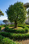 A Queensland Bottle Tree in the gardens of the 13th Century Villa Rufolo in Ravello, Italy.