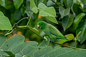 A male Spectacled Parrotlet, Forpus conspicillatus, eating leaf buds in the Sonso Lagoon Nature Reserve in Colombia.