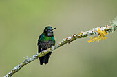 A male Tourmaline Sunangel, Heliangelus exortis, perched on a branch in the highlands of Colombia.