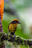 A Tri-colored Brushfinch, Atlapetes tricolor, perched on a branch in the Choco rainforest, Colombia.