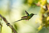 A male White-booted Racket-tail, Ocreatus underwoodii, in flight in western Colombia.