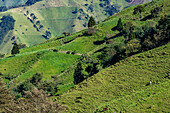 Pasture land on a steep hillside terraced by years of cattle grazing in the highlands of Colombia.