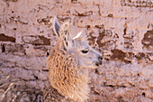A llama at the Tienda La Yesera in the Quebrada de las Conchas or Quebrada de Cafayate, Argentina.