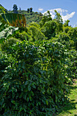 Coffee trees or shrubs growing on a small coffee plantation near Jardin, Colombia.