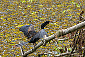 A male Anhinga, Anhinga anhinga, drying its wings in the Sonso Lagoon Nature Reserve in Colombia.