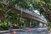 The Green Corridors strategy in Medellín represents a model of sustainable urbanism that began development in 2016 with the aim of counteracting the effects of urban heat and fostering a healthier environment for its inhabitants. This initiative is based on the creation of more than 30 ecological corridors, which connect main roads, green areas, mountains, and bodies of water through the planting and conservation of a diverse range of vegetation, including trees, shrubs, and other plants.