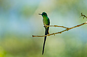 A male Long-tailed Sylph hummingbird, Aglaiocercus kingii, perched on a branch in Colombia.
