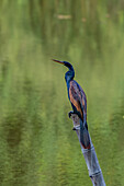 A male Anhinga, Anhinga anhinga, perched on a log in the Sonso Lagoon Nature Reserve in Colombia.
