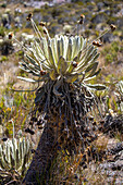 Espeletia santanderensis. .
