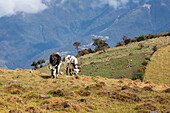 Cows grazing in pastures. Cows in the Páramo del Almorzadero, located in the Eastern mountain range of the Colombian Andes, between the departments of Santander and Norte de Santander, is a vital high mountain ecosystem for the region. With altitudes that exceed 4,300 meters, this páramo is home to a unique biodiversity, highlighting the frailejones, mosses and lichens adapted to the extreme cold and frequent fogs. Its numerous lagoons and wetlands are the source of important rivers that supply water to local communities and agricultural activities. In addition, it is a refuge for species such