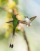 A male & female White-booted Racket-tail, Ocreatus underwoodii, face off in Colombia.