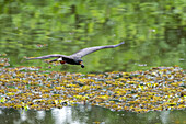 Ein männlicher Schneckendrachen im Flug im Naturschutzgebiet Sonso Lagoon mit einer Apfelschnecke im Schnabel. Kolumbien.