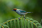 Buschwindröschen, Tangara vitriolina, sitzt auf einem Farn im Westen Kolumbiens.
