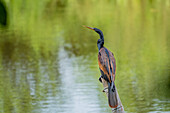 A male Anhinga, Anhinga anhinga, perched on a log in the Sonso Lagoon Nature Reserve in Colombia.