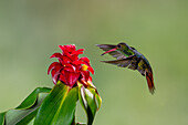 A Rufous-tailed Hummingbird, Amazilia tzacatl, approaching a costus flower to feed in Colombia.