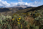 Black Rosemary, Monticalia vernicosa, in bloom in Los Nevados National Natural Park in Colombia with Nevado del Ruiz Volcano behind.