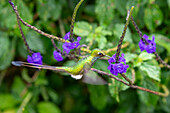 A male White-booted Racket-tail, Ocreatus underwoodii, feeding on Porterweed flowers in Colombia.