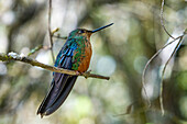 A female Great Sapphirewing, Pterophanes cyanopterus, perched on a branch in the highlands of Colombia.