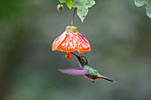 A female White-booted Racket-tail feeding on a Chinese Lantern flower in Colombia.
