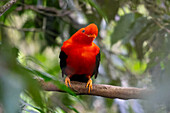 A colorful male Andean Cock-of-the-Rock, Rupicola peruvianus, perched in the forest in Colombia.