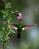 A female Buff-winged Starfrontlet hummingbird, Coeligena lutetiae, feeding on a Barnadesia flower in Ecuador.
