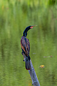 A male Anhinga, Anhinga anhinga, perched on a log in the Sonso Lagoon Nature Reserve in Colombia.