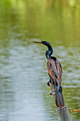 A male Anhinga, Anhinga anhinga, perched on a log in the Sonso Lagoon Nature Reserve in Colombia.