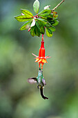 A female Black-tailed Trainbearer hummingbird, Lesbia victoriae, feeding on a fuchsia flower in Ecuador.