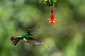A female Buff-winged Starfrontlet hummingbird, Coeligena lutetiae, feeding on a fuchsia flower in Ecuador.