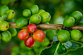 Coffee cherries growing on a small coffee plantation in Colombia. The cherries contain the coffee beans, which are the seeds..