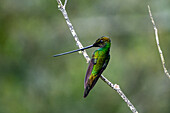 Ein Schwertschnabelkolibri, Ensifera ensifera, putzt seinen Schnabel auf einem Ast im Zura Loma Reservat in Ecuador.