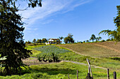 Ein landwirtschaftlicher Betrieb, der in der hügeligen Landschaft bei Guatape, Kolumbien, Gemüse anbaut.