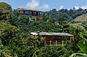 Coffee trees growing below the farm house on a small coffee plantation near Jardin, Colombia.
