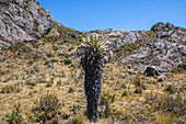Espeletia santanderensis. .