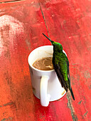A male Empress Brilliant hummingbird, Heliodoxa jacula, perched on a cocoa mug in Colombia.