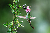 A female Black-tailed Trainbearer hummingbird, Lesbia victoriae, feeding on a Barnadesia flower in Ecuador.