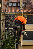 Gardener pruning a tree in San Lorenzo de El EScorial, Madrid.