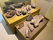 Mandibular fossils of a mastodon, Notiomastodon platensis, in the Bicentennial Cultural Center, Santiago del Estero, Argentina.