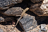 A male Quilmes Smooth-throated Llizard, Liolaemus quilmes, in the Los Quilmes Archeological Site, Tucuman, Argentina.