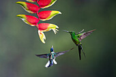Two male hummingbirds compete for feeding space on a heliconia inflorescence in Colombia. L-R: White-necked Jacobin & Empress Brilliant.